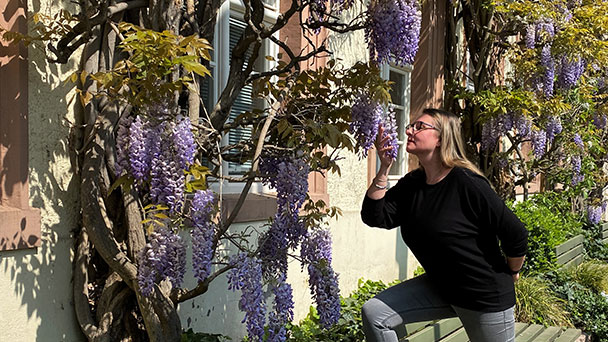 Welch ein Duft im Baden-Badener Rathaushof – Seit hundert Jahren im Glyzinienkleid