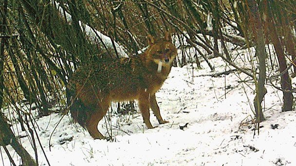 Landratsamt Rastatt spricht von Sensation – Goldschakal im Rastatter Stadtwald entdeckt – Mit dem Wolf verwandt Landratsamt Rastatt spricht von Sensation – Goldschakal im Rastatter Stadtwald entdeckt – Mit dem Wolf verwandt