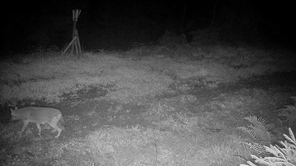 Goldschakal in der Ortenau unterwegs – Größer als ein Fuchs, kleiner als der Wolf