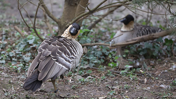 Sorgen im Karlsruher Zoo – Verdacht auf Vogelgrippe