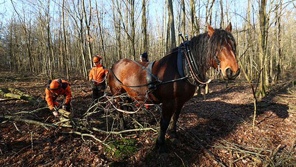 Arbeitskollege Pferd im Karlsruher Oberwald 