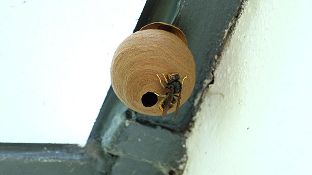 Auch in Baden-Baden brummt sie durch die Luft – Bekämpfung der Asiatischen Hornisse