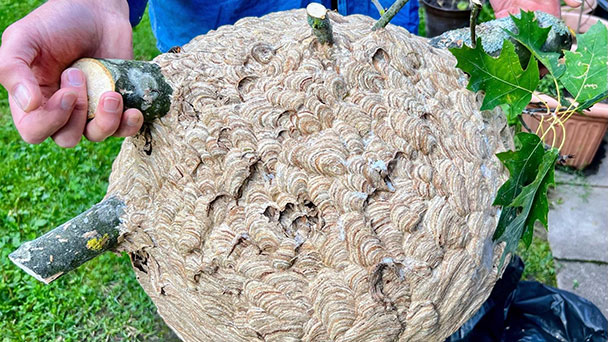 Stadt Gaggenau hilft beim Kampf gegen Asiatische Hornisse – Geld für spezielle Lanze