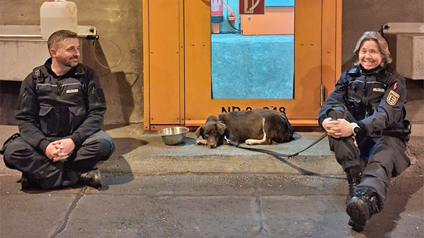 Glückliches Ende nach Sperrung Michaelstunnel – Verängstigter Hund von der Polizei gerettet 