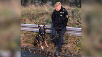 Schäferhund flüchtet ins Polizeiauto – Hier Foto von der Hunde-Polizei-Liebesgeschichte 