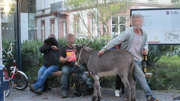 Ein Zeppelin, ein Esel und die Baden-Badener Ökobilanz – SWR-Fans verteidigen Festival-Spektakel