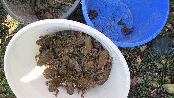 Völkerwanderung am Schloss Solms – Verlängerte Sperrzeit wegen Amphibienwanderung Völkerwanderung am Schloss Solms – Verlängerte Sperrzeit wegen Amphibienwanderung