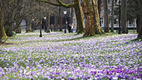 Früher Frühling in Baden-Baden – „Millionenfache Krokusblüte in Lichtentaler Allee“ 