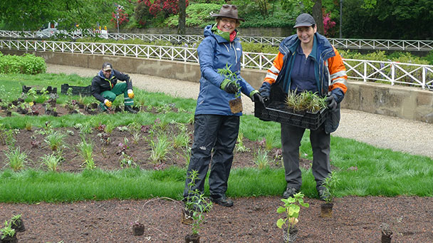 Staudenbeet in der Luisenstraße kommt wieder – Blumenbeet „2002 im Rahmen der Haushaltskonsolidierung aufgegeben“