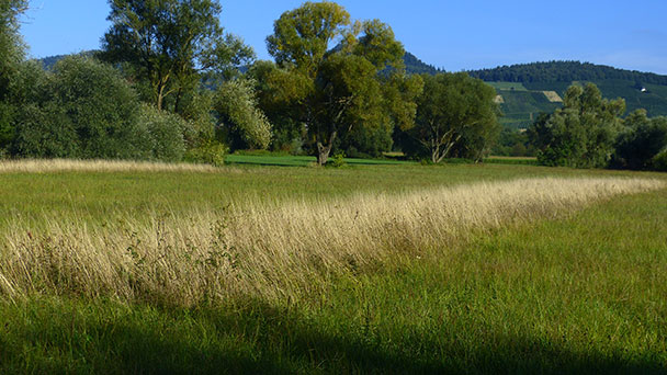 Altgrasstreifen auch in Baden-Baden wertvoller Lebensraum – Dramatischer Rückgang unserer heimischen Insekten Altgrasstreifen auch in Baden-Baden wertvoller Lebensraum – Dramatischer Rückgang unserer heimischen Insekten