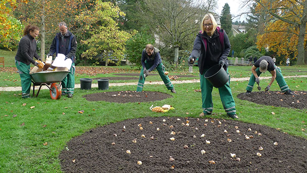 Gartenamt denkt schon wieder an Baden-Badener Blütenmeer – 100.000 Blumenzwiebeln in Kuranlagen und Parks