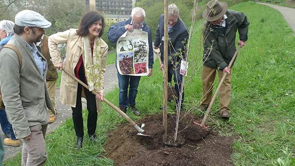 „Eines der ersten Exemplare in Deutschland im Rotenbachtal“ - OB Mergen pflanzte Blütenhartriegel „Eines der ersten Exemplare in Deutschland im Rotenbachtal“ - OB Mergen pflanzte Blütenhartriegel