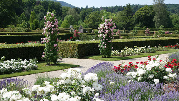Eine Party mit Baden-Badener Rosen - Botanische Führung am Mittwoch