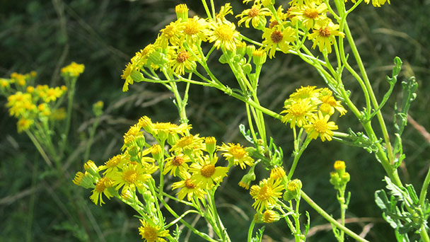 Rathaus Bühl rät: Giftiges Kraut ausreißen – Jakobskreuzkraut ist giftig für Pferde und Wiederkäuer 