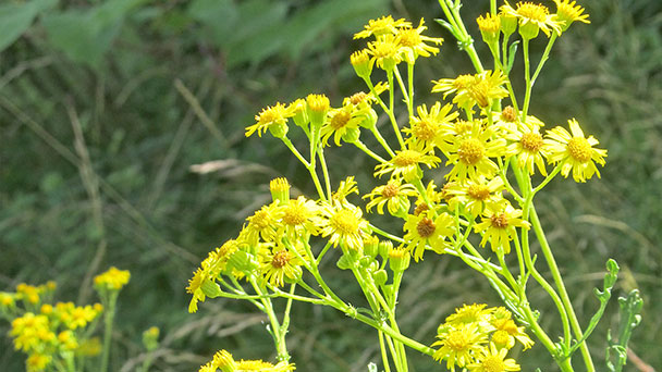 Ein Ratschlag aus Bühl auch für die Baden-Badener – Giftige Pflanze – Ausreißen empfohlen Ein Ratschlag aus Bühl auch für die Baden-Badener – Giftige Pflanze – Ausreißen empfohlen