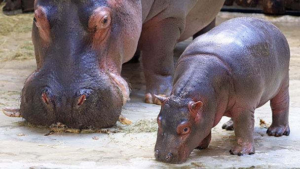 Flusspferd Halloween entwickelt sich sehr gut – „Zwei Jahre kann der Kleine in Karlsruhe bleiben, bis er in die Pubertät kommt und mit seinem Vater in Konkurrenz tritt“ Flusspferd Halloween entwickelt sich sehr gut – „Zwei Jahre kann der Kleine in Karlsruhe bleiben, bis er in die Pubertät kommt und mit seinem Vater in Konkurrenz tritt“