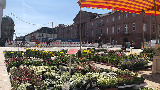 Nordhälfte des Karlsruher Marktplatzes fast fertig  - Blumenmarkt und Kübelpflanzen