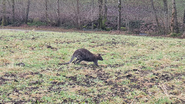 Wildes Känguru in der Ortenau – Polizeialarm in Seebach