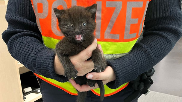 Waghalsiger Ausflug – Polizei rettet Kätzchen auf der Autobahn bei Bühl 