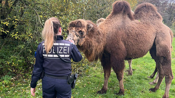 Drei Kamele in Rastatt unterwegs – Von der Polizei wieder eingefangen