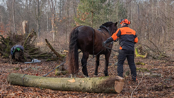 Pferde helfen im Stadtwald – Forstamt setzt Rückepferde ein