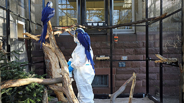 Weitere bestätigte Fälle von Vogelgrippe im Zoo Karlsruhe – Zoo weiter geschlossen