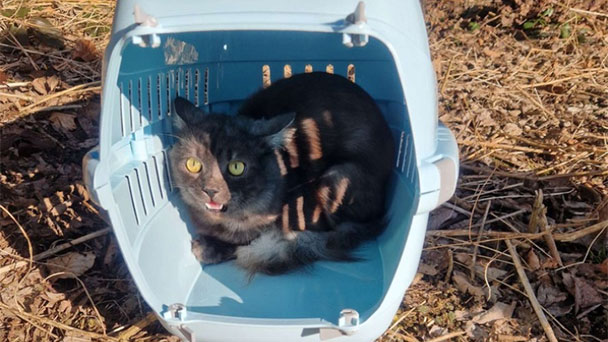 Herzlose Menschen in Forbach – Lebende Katze in Transportbox am Waldesrand