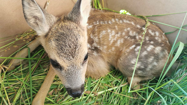 490 Rehkitze gerettet – Badische Jäger ziehen Bilanz 490 Rehkitze gerettet – Badische Jäger ziehen Bilanz