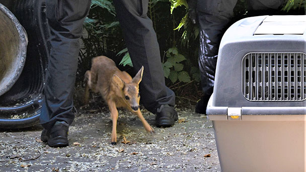 Bambi im Garten – Baden-Baden Feuerwehr eilte zur Hilfe