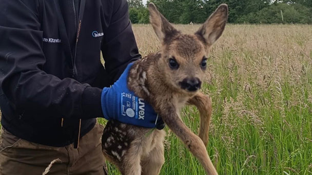 Badische Jäger Rastatt/Baden-Baden haben eine Bitte – Hunde an die Leine – Manchmal liegt ein Kitz neben dem Weg im hohen Gras
