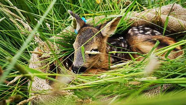 Rehkitze werden totgemäht – Badische Jäger appellieren an Gemeinden, Landwirte und Privatleute Rehkitze werden totgemäht – Badische Jäger appellieren an Gemeinden, Landwirte und Privatleute