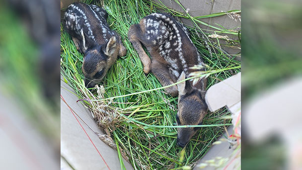 Über 500 Bambis gerettet – Jäger in Baden-Baden und Landkreis Rastatt ziehen Bilanz 