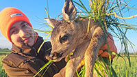 Drohnen retten Rehkitze – Landwirte müssen vor dem Mähen Meldung machen 