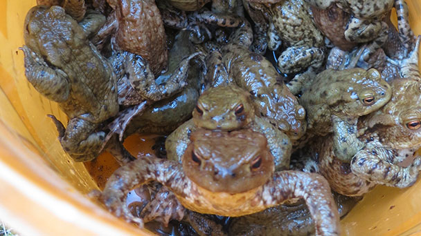 Amphibienwanderung an der Klosterschänke – Verbindungsstraße nach Ebenung gesperrt