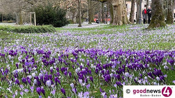 Nicht auf Krokusblüten herumtrampeln – Aufruf der städtischen Gärtner in Baden-Baden