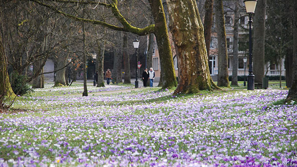 Eine Bitte der städtischen Gärtner: Wer schützt das Blütenmeer in Baden-Baden? – Eine Gebrauchsanweisung für die Lichtentaler Allee ist nötig