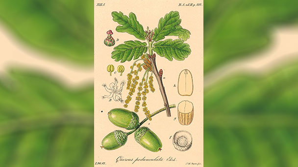 Der Geist von Alexander von Humboldt in Rastatt – „Die Erfindung der Natur“