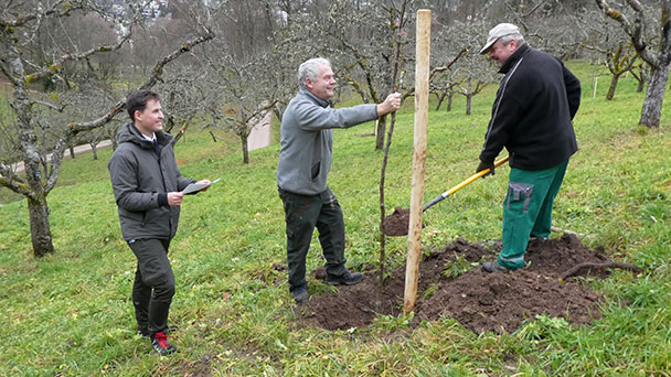 Der schönste Baden-Badener Obstgarten – Neue Bäume im Obstgut Leisberg