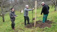 Der schönste Baden-Badener Obstgarten – Neue Bäume im Obstgut Leisberg
