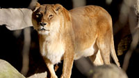 Traurige Nachricht aus Karlsruher Zoo – Älteste Zoo-Löwin Europas gestorben 