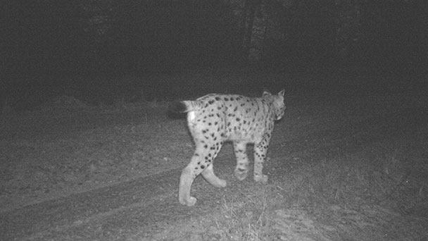 Luchs bei Gernsbach entdeckt und „Toni“ getauft – Vermutlich aus dem Schweizer Jura eingereist