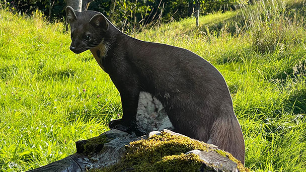 Auch wenn die finanzielle Situation der Stadt Baden-Baden nicht gut aussieht – Bürgervereinigung wird nicht aufgeben – Wandertag um den Eulenweg