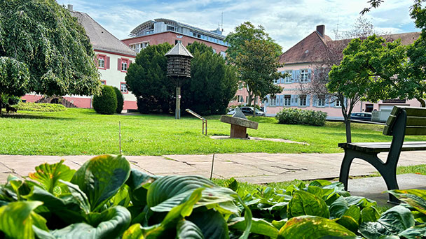 Rattenplage in Rastatt – Tauben werden gefüttert, die Ratten feiern mit