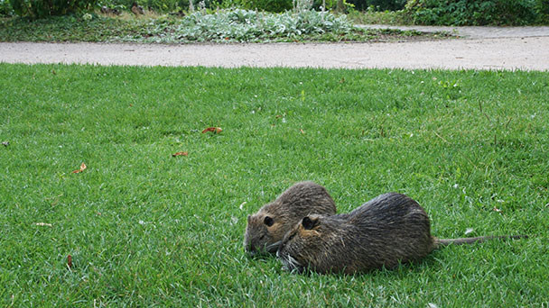 Menschen locken Wildtiere in „ihren eigenen Lebensbereich“ – Stadt Gaggenau warnt vor Nutrias, die „stark zubeißen können 