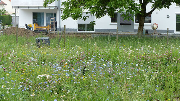 Bühler Rathaus für insektenfreundliche Gärten – NABU-Vortrag