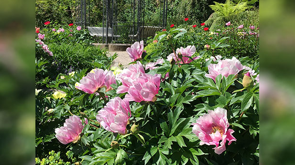 Rosa Rosen, Rosa Rosen – Pfingstrosenblüte im Baden-Badener Kurgarten