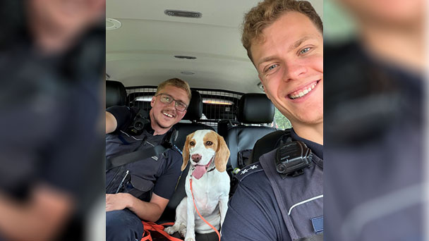 Armer kleiner Beagle auf der A5 gerettet – Mutige Tat