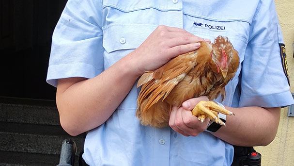 Zwei Hühner halten Rastatt in Atem – Polizeibeamter gewährt Kost und Logis