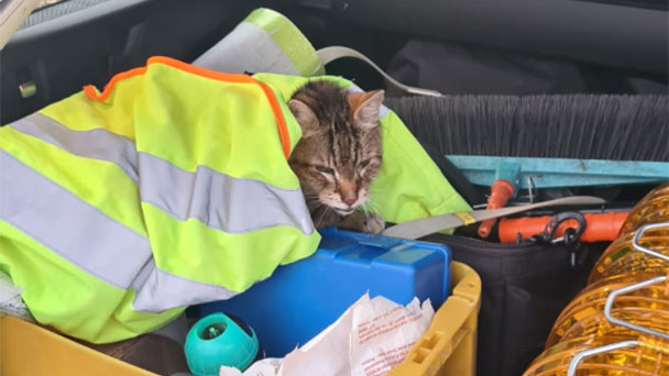 Kleines Kätzchen auf der Autobahn – Polizei rettet Stubentiger am frühen Morgen