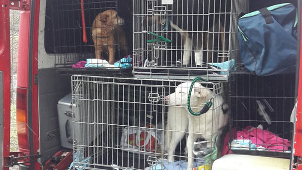 Polizei befreit vier Hunde aus rumänischem Kleinbus – Veterinäramt beschlagnahmte beste Freunde der Menschen
